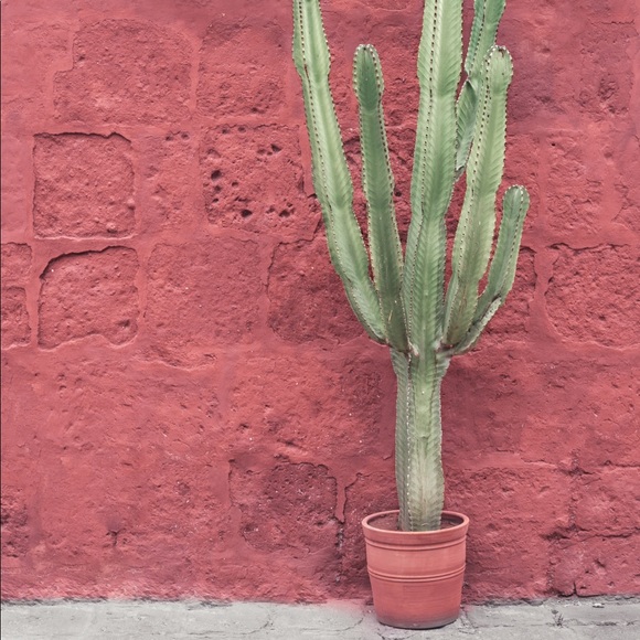 Meet your Posher, Rene - Picture 1 of 1